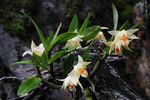 Orchids in The Wild Spring in Yunnan, China - Orchid Conservation Alliance
