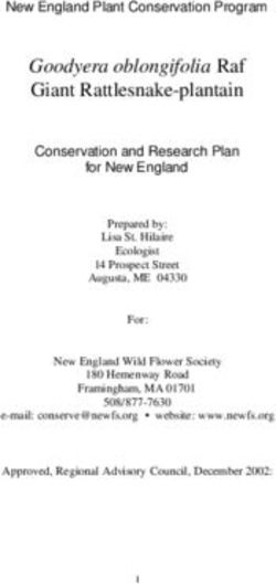 Goodyera oblongifolia Raf Giant Rattlesnake-plantain