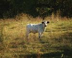 39 FILMS ABOUT OUR WORLD - OCTOBER 4-6 & 11-13, 2019 SHEPHERDSTOWN, WV - CONSERVATIONFILMFEST.ORG