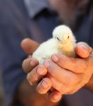 Love birds? Ensure early and accurate diagnosis of Avian Influenza A Virus infection - INDICAL Bioscience