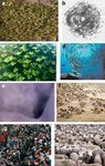Collective motion - arXiv.org