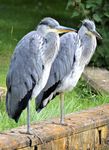 Village Voices The local magazine for Hollesley, Boyton, Shingle Street, Capel and Alderton
