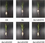 Zinc oxide nanoparticles alleviate the arsenic toxicity and decrease the accumulation of arsenic in rice (Oryza sativa L.)