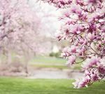 APRIL 2020 - Lakeshore Tours & Travel