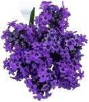 Aromatherapy Patient Course - Developed and reviewed August 2020 - Pain Assessment and ...