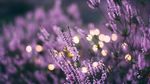 Aromatherapy Patient Course - Developed and reviewed August 2020 - Pain Assessment and ...