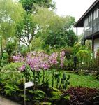 A Guide to National Orchid Garden at Singapore Botanic Gardens - NParks