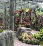 A Guide to National Orchid Garden at Singapore Botanic Gardens - NParks