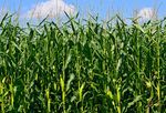 RUNAWAY MAIZE Subsidised soil destruction - June 2015 - Soil Association