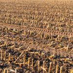 RUNAWAY MAIZE Subsidised soil destruction - June 2015 - Soil Association