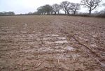 RUNAWAY MAIZE Subsidised soil destruction - June 2015 - Soil Association
