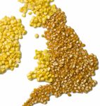 RUNAWAY MAIZE Subsidised soil destruction - June 2015 - Soil Association