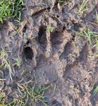The Otters of Blackpool Cork Nature Network - Citizen Science Project 2016-2017