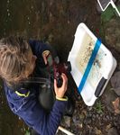 The Otters of Blackpool Cork Nature Network - Citizen Science Project 2016-2017