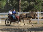 Healing Reins Participant Handbook 2018