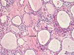 FLORIDA MEDICAL STUDENT RESEARCH JOURNAL - Herbert Wertheim ...