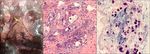 FLORIDA MEDICAL STUDENT RESEARCH JOURNAL - Herbert Wertheim ...
