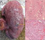 FLORIDA MEDICAL STUDENT RESEARCH JOURNAL - Herbert Wertheim ...