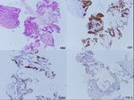 FLORIDA MEDICAL STUDENT RESEARCH JOURNAL - Herbert Wertheim ...