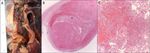 FLORIDA MEDICAL STUDENT RESEARCH JOURNAL - Herbert Wertheim ...