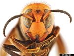 Large Wasps in New Mexico or the Asian Giant Hornet