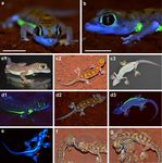 Neon green fluorescence in the desert gecko Pachydactylus rangei caused by iridophores - Nature