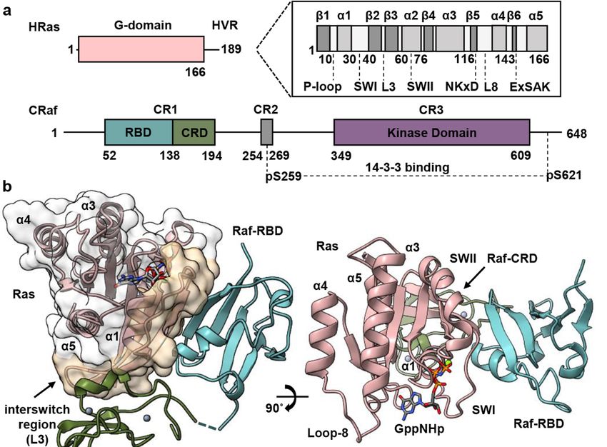 Crystal Structure Reveals The Full Ras Raf Interface And Advances crystal-structure-reveals-the-full-ras-raf-interface-and-advances