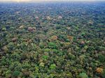 KS2 Rainforest photos PowerPoint - Keston Primary School