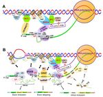 RNA Epigenetics: Fine-Tuning Chromatin Plasticity and Transcriptional Regulation, and the Implications in Human Diseases - MDPI
