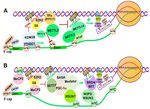RNA Epigenetics: Fine-Tuning Chromatin Plasticity and Transcriptional Regulation, and the Implications in Human Diseases - MDPI