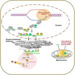 RNA Epigenetics: Fine-Tuning Chromatin Plasticity and Transcriptional Regulation, and the Implications in Human Diseases - MDPI