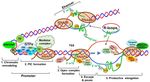 RNA Epigenetics: Fine-Tuning Chromatin Plasticity and Transcriptional Regulation, and the Implications in Human Diseases - MDPI