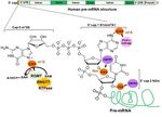 RNA Epigenetics: Fine-Tuning Chromatin Plasticity and Transcriptional Regulation, and the Implications in Human Diseases - MDPI