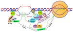RNA Epigenetics: Fine-Tuning Chromatin Plasticity and Transcriptional Regulation, and the Implications in Human Diseases - MDPI