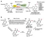 RNA Epigenetics: Fine-Tuning Chromatin Plasticity and Transcriptional Regulation, and the Implications in Human Diseases - MDPI