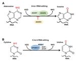 RNA Epigenetics: Fine-Tuning Chromatin Plasticity and Transcriptional Regulation, and the Implications in Human Diseases - MDPI