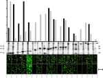 Engineering an efficient and bright split Corynactis californica green fluorescent protein