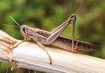 Locusts - Queensland Department of Agriculture and ...
