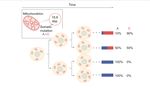 CELL LINEAGE ANALYSIS IN HUMANS - From Department of Cell and Molecular Biology Karolinska Institutet, Stockholm, Sweden - KI Open Archive