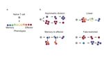 CELL LINEAGE ANALYSIS IN HUMANS - From Department of Cell and Molecular Biology Karolinska Institutet, Stockholm, Sweden - KI Open Archive