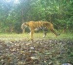 COMINGS AND GOINGS - TigersYOUR UPDATE - WWF