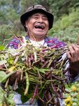 BRIEFING NOTE - Plant biodiversity is key to ensuring family farmers' food and nutrition security and resilience in response to the COVID-19 ...