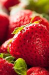 2020 WINTER/sPRING AFTER SCHOOL STRAWBERRY pROGRAMS - ACTIVITY GUIDE - Strawberry ...