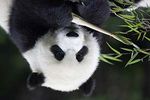 China's Endangered Wildlife - Giant Pandas & Golden Snub-Nosed Monkeys - Joseph Van Os Photo ...