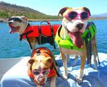 Safe Boating Campaign - Promoting boating and life jacket safety to boaters everywhere