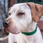 GOOD HUMAN 2019 Report - Where Good Humans And Animals Meet - Foothills Animal Shelter