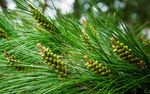 WATTLE RANGE COUNCIL STRATEGIC PLAN 2018-2021