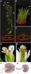 ECHIDNA Protein Impacts on Male Fertility in Arabidopsis by Mediating trans-Golgi Network Secretory Trafficking during Anther and Pollen ...