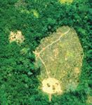 Swine flu and tribal peoples