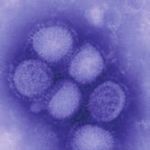 Swine flu and tribal peoples